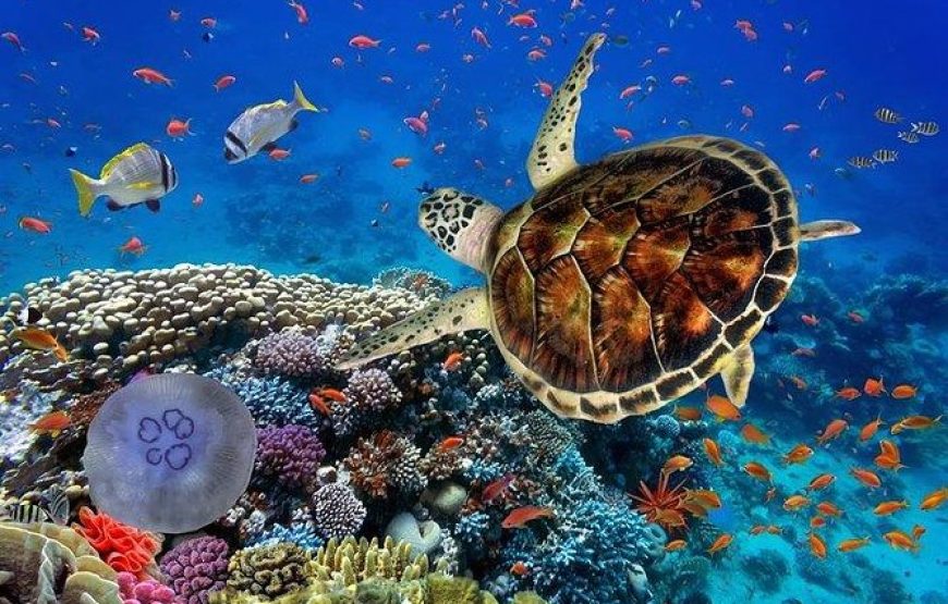 Sharm El Naga National Park water turtle house Full Day Snorkeling Trip-Hurghada