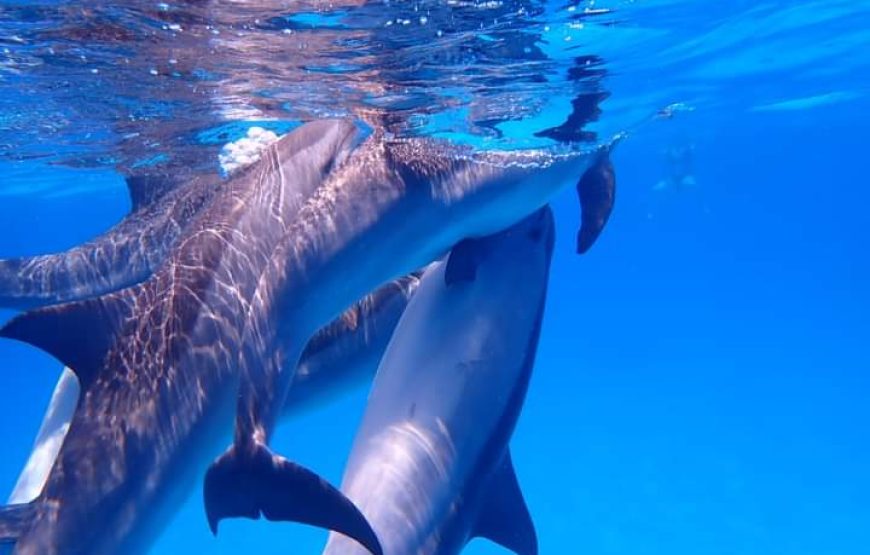 Swimming with Dolphin VIP Snorkeling Sea Trip With Lunch and Transfer – Hurghada