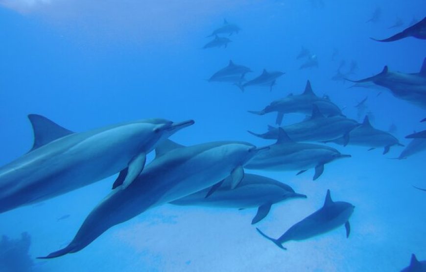 Swimming with Dolphin VIP Snorkeling Sea Trip With Lunch and Transfer – Hurghada