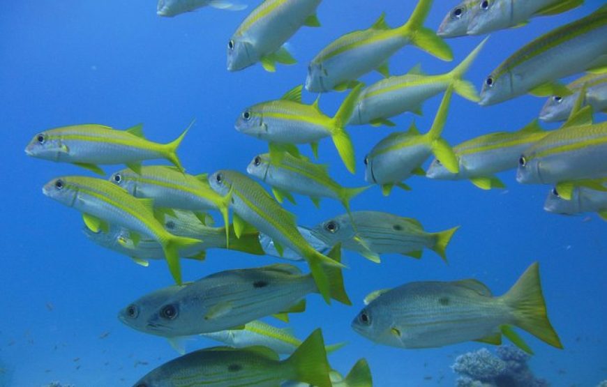 Hurghada Aquarium